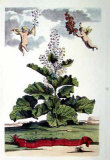 Rotundifolium Verum Posters par Abraham Munting