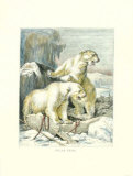 Ours polaire Posters par Friedrich Specht