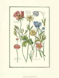 De Bry Flowers I Art by Johann Theodore de Bry
