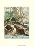 Beaver Lámina por Friedrich Specht