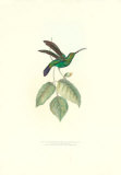 Curved-Beak Humming Bird Posters by George Shaw