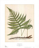 Woodland Fern II Prints