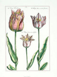 Tulipa I Prints by Crispijn de Passe