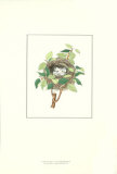 Nid douillet Affiches par James Bolton