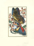 Butterfly IV Lámina por William Henry Pearson