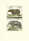 Elephant and Rhino Pair Prints by Daniel Diderot
