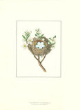 Gold Finch Nest Affiches par James Bolton