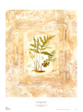 Fern Impressions II Prints by Susan Davies Fern Impressions II Prints by Susan Davies
