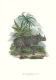 Rhinocéros Affiches par Julius Caesar Ibbetson
