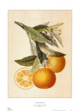 Tuscany Citrus II Art