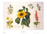 Country Botanicals I Lámina por Anton Hartinger