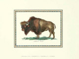 American Bison Prints by George Shaw