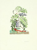 Acacia Major Lámina por Abraham Munting Acacia Major Lámina por Abraham Munting