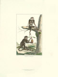 Macaque and Douc Monkeys Prints by Daniel Diderot