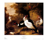 Canards sauvages Affiches par Jacob Bogdani