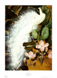 White Peacocks Poster by Jessie Arms Botke