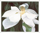 Magnolia Study Print by Ginny Chenet Magnolia Study Print by Ginny Chenet