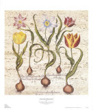 Travertine Botanicals I Plakat av Basilius Besler Travertine Botanicals I Plakat av Basilius Besler