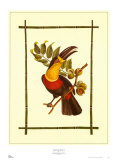 Rain Forest Toucan I Posters par Jean-Theodore Descourtiz