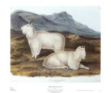 Macho cabrío de las Montañas Rocosas Láminas por John James Audubon Macho cabrío de las Montañas Rocosas Láminas por John James Audubon