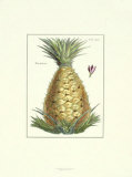 Pineapple I Posters