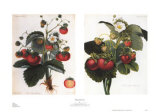 Strawberries Prints by C. J. Robertson