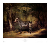 Zèbre Affiches par George Stubbs