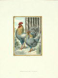 Scotch Greys Prints by J. W. Ludlow