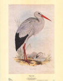 White Stork Prints by John Gould