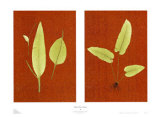 Orient Fern Series Posters by Liu Chang