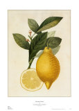Tuscany Citrus I Posters
