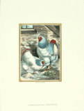 Modern Light Brahmas Posters by J. W. Ludlow