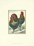 Langshans Print by J. W. Ludlow