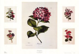 Floral Centerpiece Posters by Alfred Lemercier