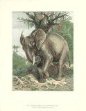 The African Elephant Pósters por Friedrich Specht The African Elephant Pósters por Friedrich Specht