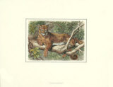 The Cougar Pósters por Friedrich Specht The Cougar Pósters por Friedrich Specht