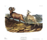 Rocky Mountain Sheep Posters by John James Audubon