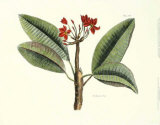 Jasmin Affiches par Sir Hans Sloane