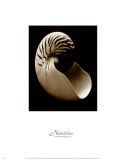 Nautilus Prints by Sondra Wampler
