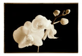 Phalaenopsis, Little Sierra Kunstdrucke von Sondra Wampler