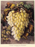 First Premium Grapes Posters by Currier & Ives 