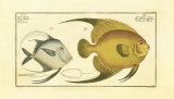 Silver Fish Prints by Marcus Elieser Bloch