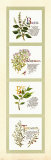 Kitchen Herbs I Print by G. Phillips