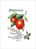 Persimmon Prints by G. Phillips