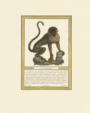 Singe I Posters par Tavola 