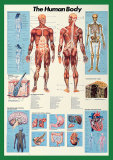 Cuerpo humano Fotografía