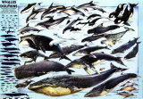 Baleines et dauphins Posters