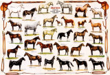 Horses poster