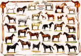 Paarden Poster