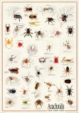 Spindlere Posters Spindlere Posters